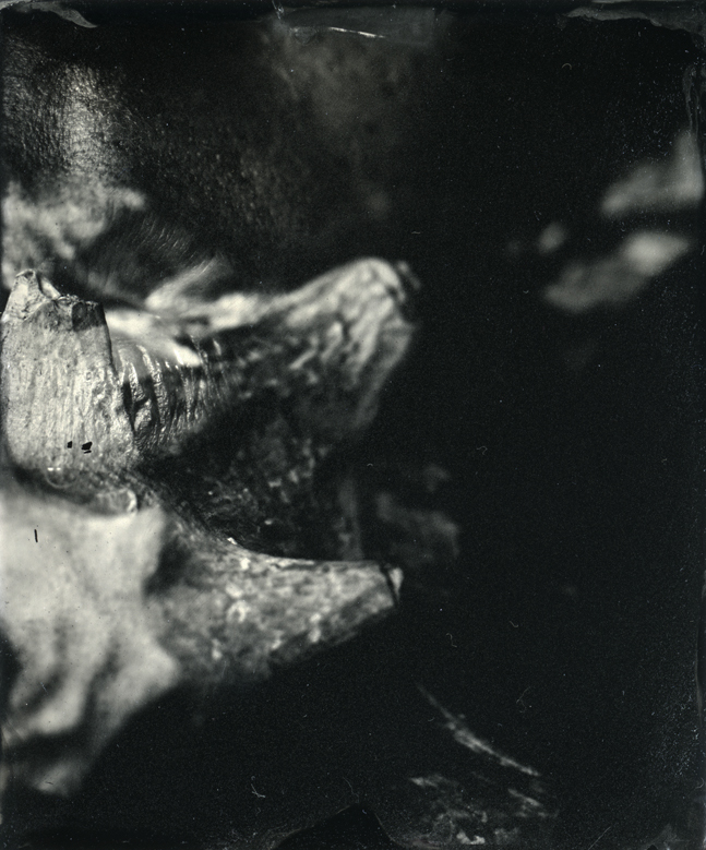 wet-plate collodion tintype photograph, 2010